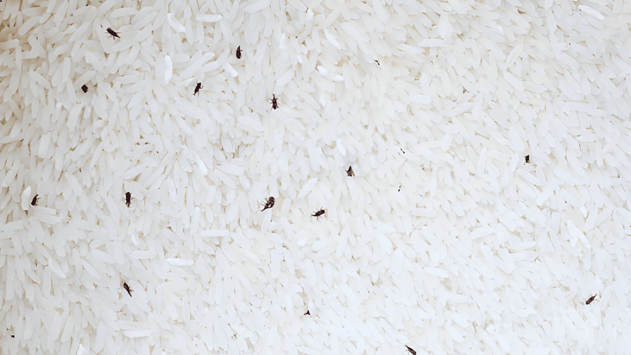 main image for 8 Cara Menghilangkan Kutu Beras dengan Mudah dan Ampuh