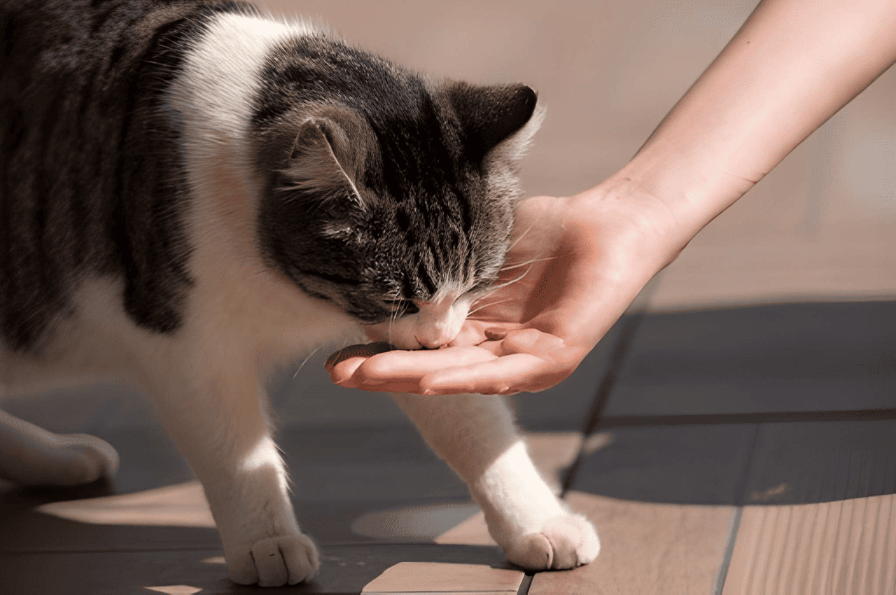 main image for Apa Itu Street Feeding? Begini Cara Membantu Hewan Jalanan