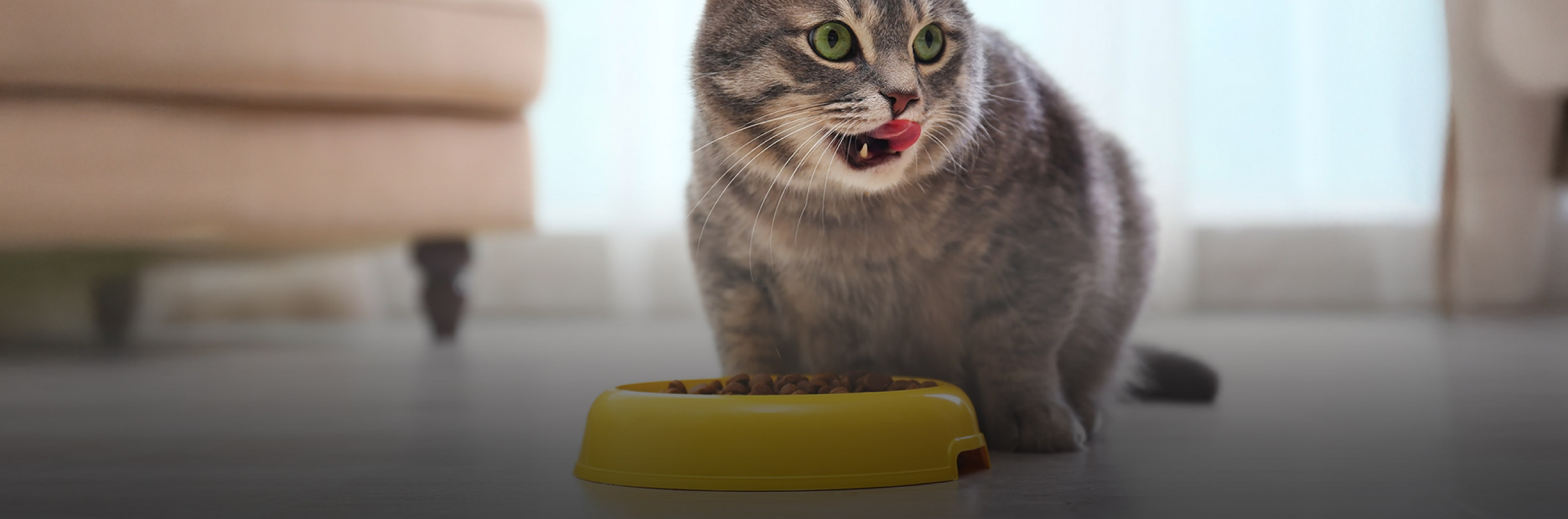 main image for Ingin Pelihara Hewan? Berikut 5 Tips Yang Perlu Kamu Tahu