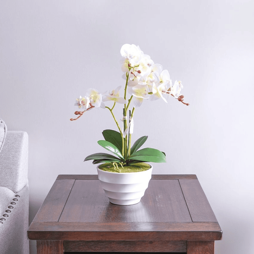 macam-macam-bunga-hias