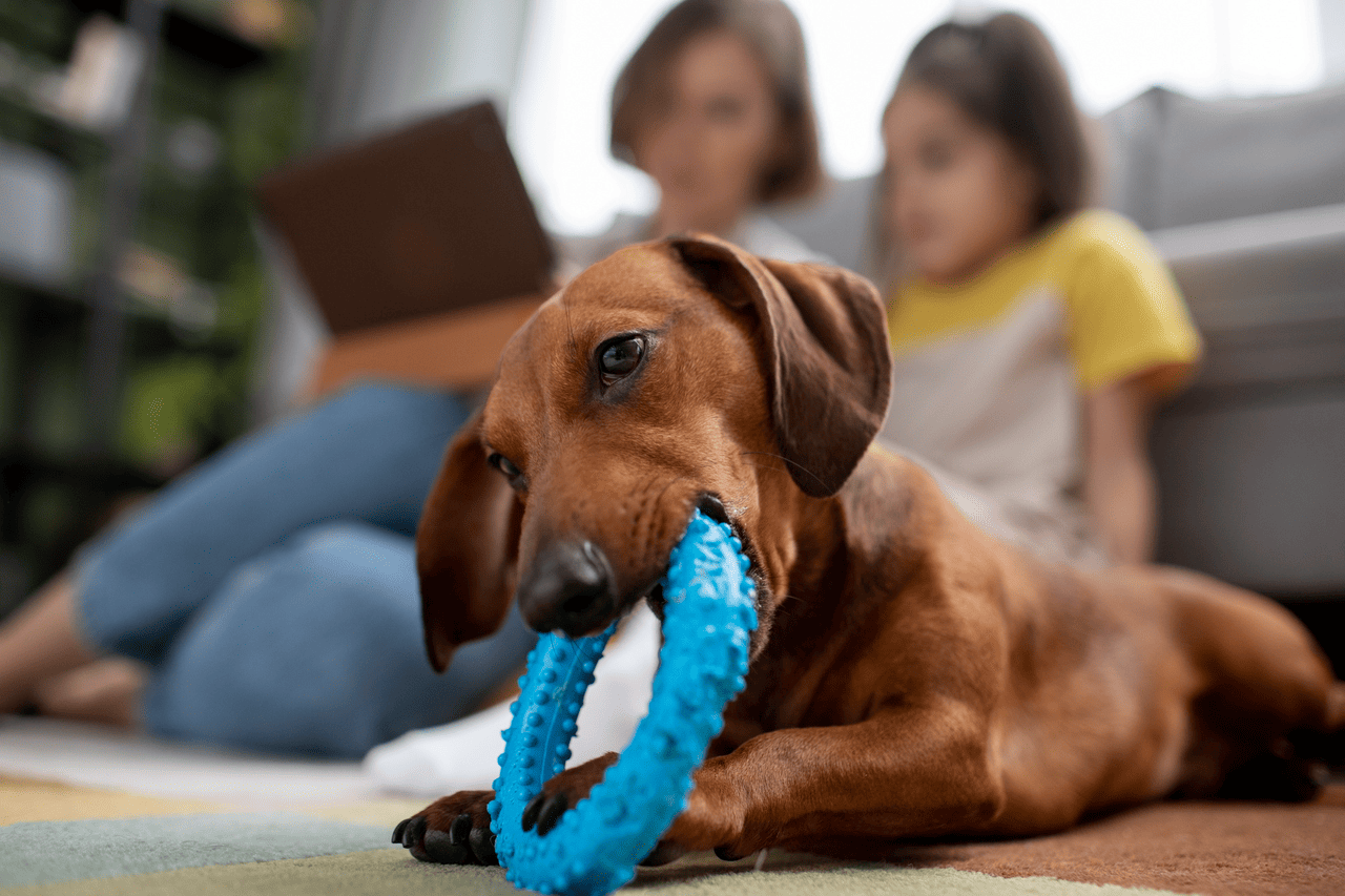 main image for 4 Mainan Anjing yang Bikin Si Puppy Happy Seharian!