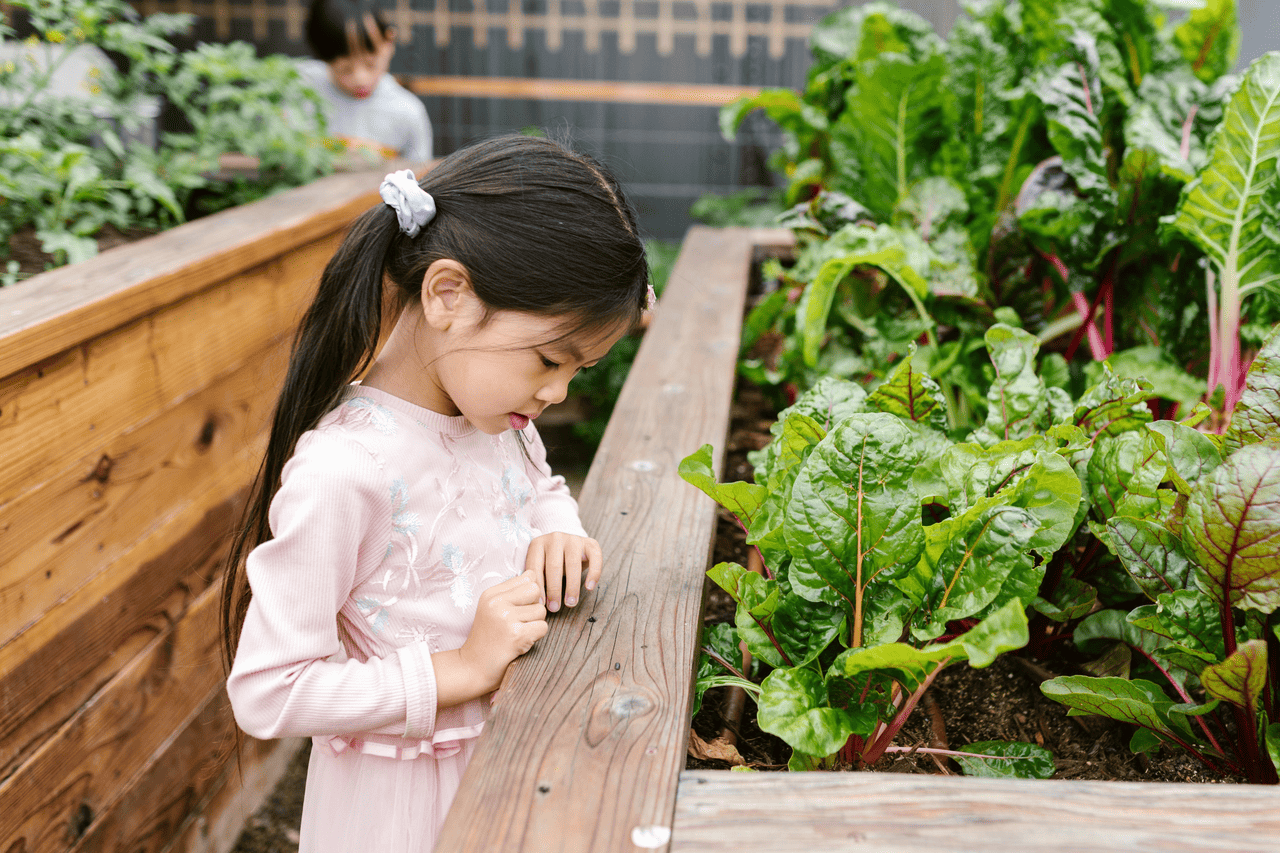 main image for 5 Cara Praktis Membuat Kebun Sayur Mini di Halaman Rumah