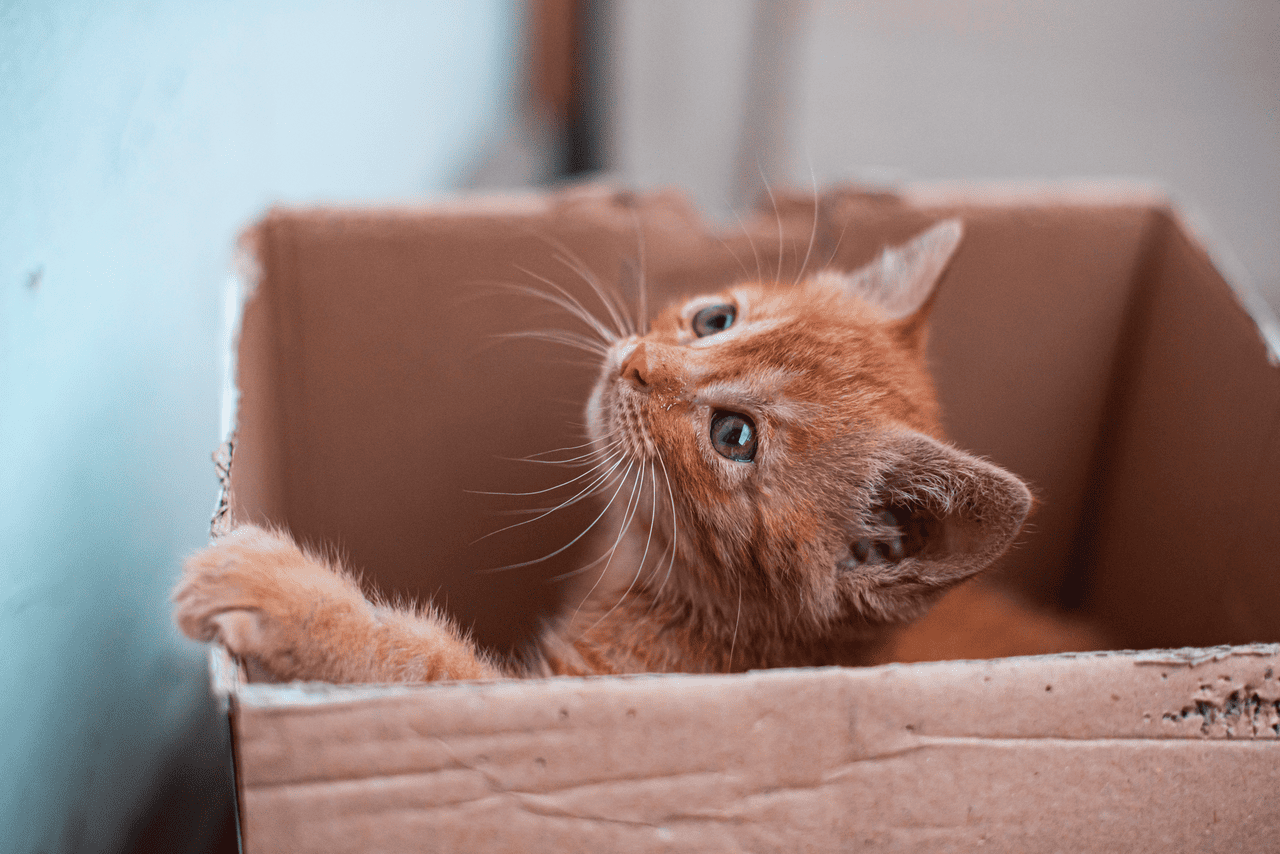 main image for Begini Cara Merawat Anak Kucing Tanpa Induk di Rumah