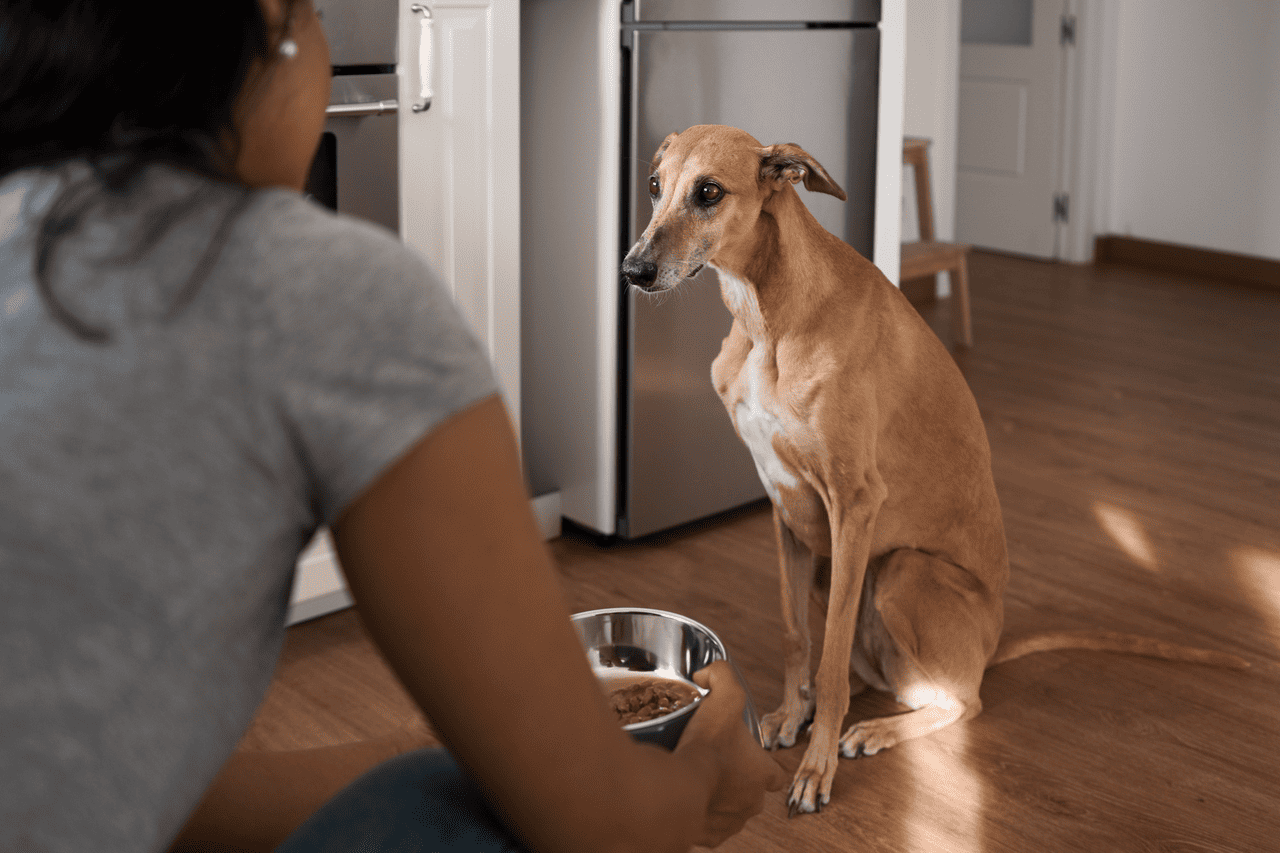 main image for Kenapa Anjing Tidak Mau Makan? Ini Penyebabnya