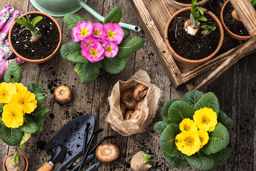 main image for 7 Tips Berkebun di Lahan Sempit yang Wajib Dicoba Pemula