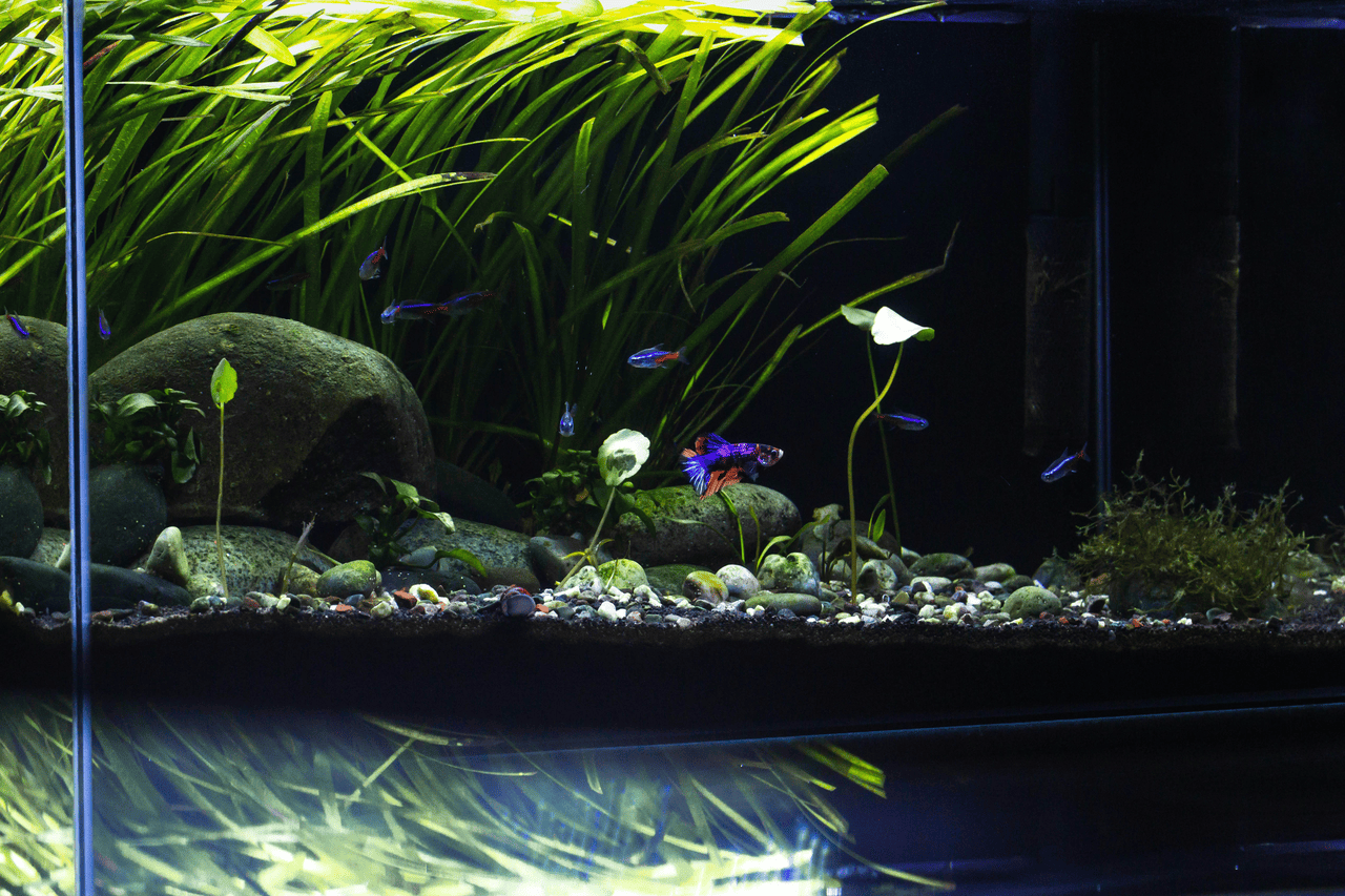 main image for 6 Cara Membuat Aquascape Simple dengan Biaya Terjangkau