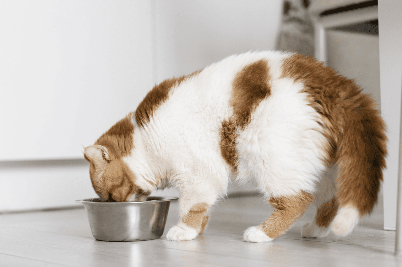 main image for 5 Rekomendasi Snack Kucing yang Bagus untuk Nutrisi Anabul