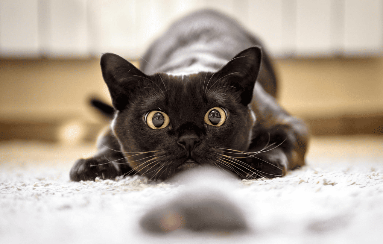 main image for Apakah Bulu Kucing Berbahaya? Kenali Cara Membersihkannya